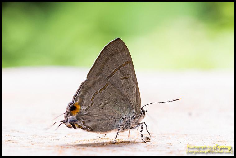 IMG 1996 ผีเสื้อพุ่มไม้ธรรมดา (Common Tit, Hypolycaena erylus himavantus) กำลังเกาะๆเดินๆบนม้านั่งหิน ชันตาเถร