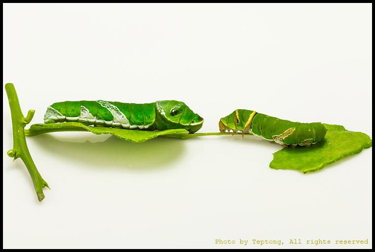 IMG 2143 ภาพเปรียบเทียบขนาดหนอนผีเสื้อหางติ่งนางละเวง(ซ้าย) กับหนอนผีเสื้อหนอนมะนาว(ขวา)