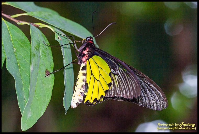 IMG 2227 ผีเสื้อถุงทองธรรมดา (Golden Birdwing, Troides aeacus) เพศผู้