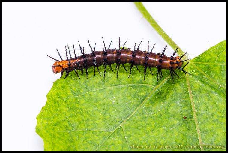 IMG 2393 หนอนผีเสื้อหนอนหนามกะทกรก (Tawny Coster, Acraea violae)