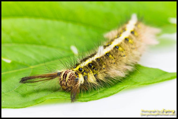 IMG 2404 หนอนมอธบุ้งชมพู่ (Trabala sp.) ระยะสุดท้าย
