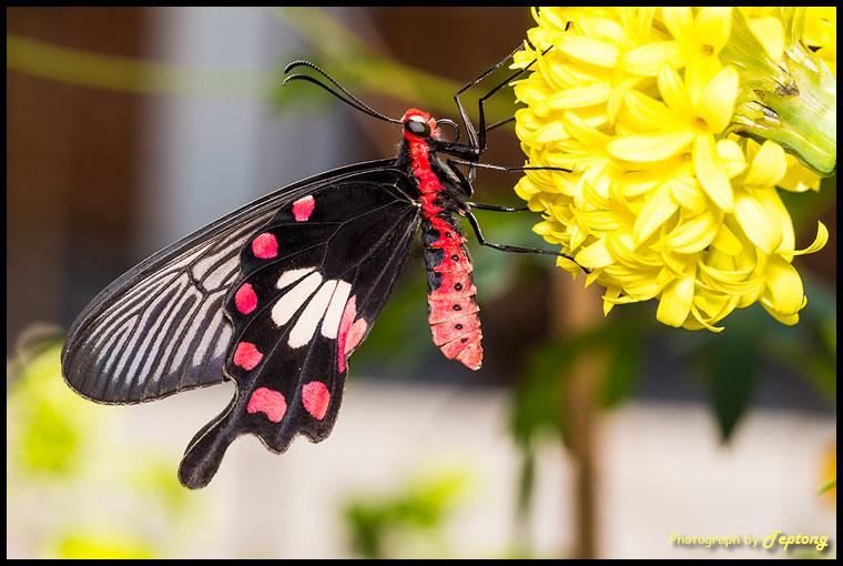 IMG 2414 ผีเสื้อหางตุ้มจุดชมพู (Common Rose, Pachliopta aristolochiae goniopeltis)  เกาะดอกดาวเรือง