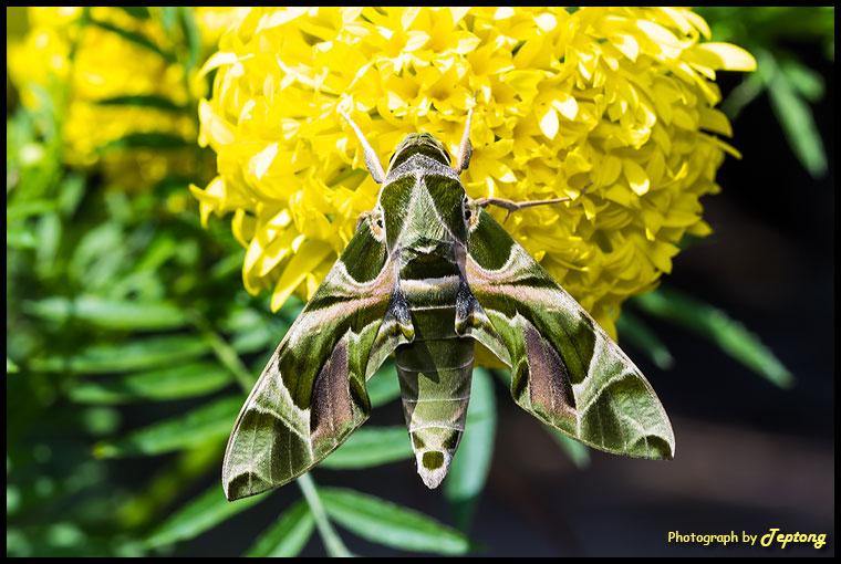 IMG 2456 มอธจรวดลายพราง เกาะดอกดาวเรือง