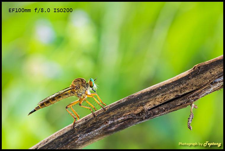 IMG 2489 แมลงวันหัวบุบ ภาพถ่ายด้วยเลนส์มาโคร EF100 ตั้งค่ากล้อง F8.0, ISO200