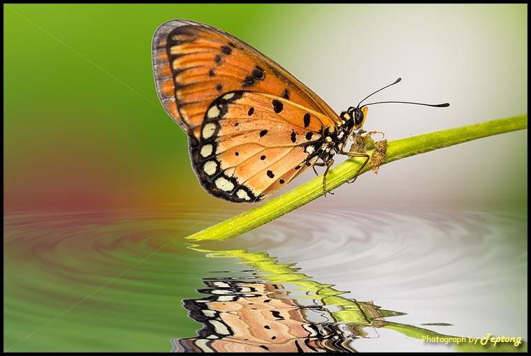 IMG 2640-2 ผีเสื้อหนอนหนามกะทกรก (Tawny Coster, Acraea violae) ภาพเงาสะท้อนน้ำ