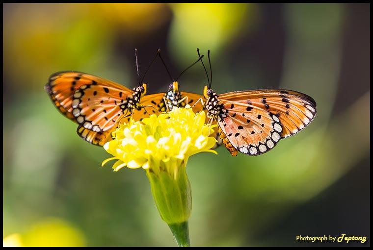 IMG 2994 ผีเสื้อหนอนหนามกะทกรก (Tawny Coster, Acraea violae) 3 ตัวรุมกินโต๊ะดอกดาวเรืองที่กำลังจะบาน