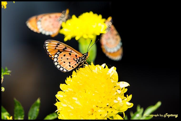 IMG 3006 ผีเสื้อหนอนหนามกะทกรก (Tawny Coster, Acraea violae) เกาะดอกดาวเรือง