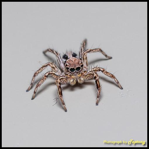 IMG 3729 แมงมุมไม่ทราบชนิดครับ