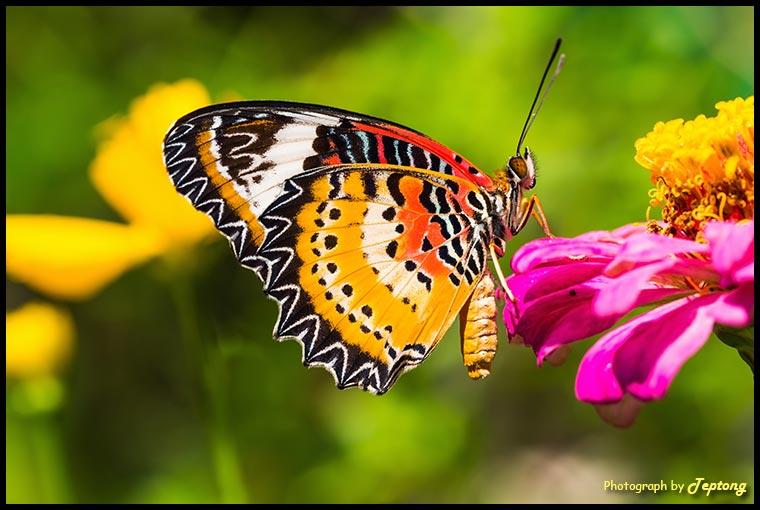 IMG 3811-1 ผีเสื้อกะทกรกธรรมดา (Leopard Lacewing, Cethosia cyane euanthes) เพศผู้ เกาะดอกบานชื่น