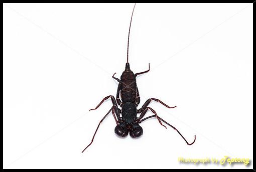 IMG 3960 แมงป่องแส้ หรือแมงป่องหางแส้ เป็นแมงชนิดหนึ่งที่ไม่มีพิษ