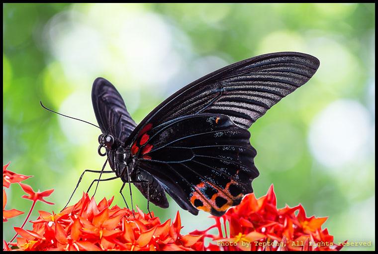 IMG 9141 ผีเสื้อหางติ่งนางละเวง (Great Mormon, Papilio memnon agenor) เพศผู้ มาเกาะดอกเข็ม