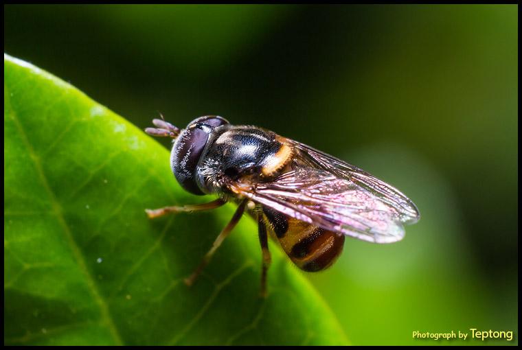 IMG 9506 แมลงวันดอกไม้ เป็นแมลงที่หน้าตาคล้ายผึ้ง เพราะมันเป็น Bee Mimic แต่ตัวเล็กกว่าผึ้งเยอะ