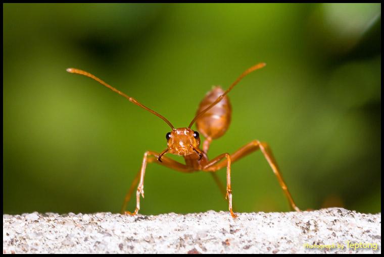 IMG 9637-1 มดแดง เห็นกล้องเข้าไปใกล้ๆก็แยกเขี้ยวใส่