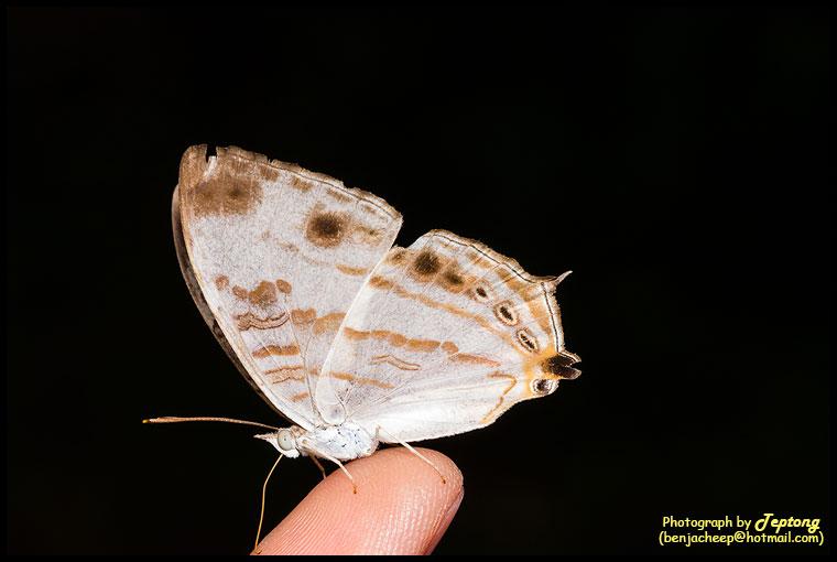 IMG 9894 ผีเสื้อแผนที่ลายหินอ่อน (Marbled Map, Cyrestis cocles) ปีกล่าง (ด้านข้าง)