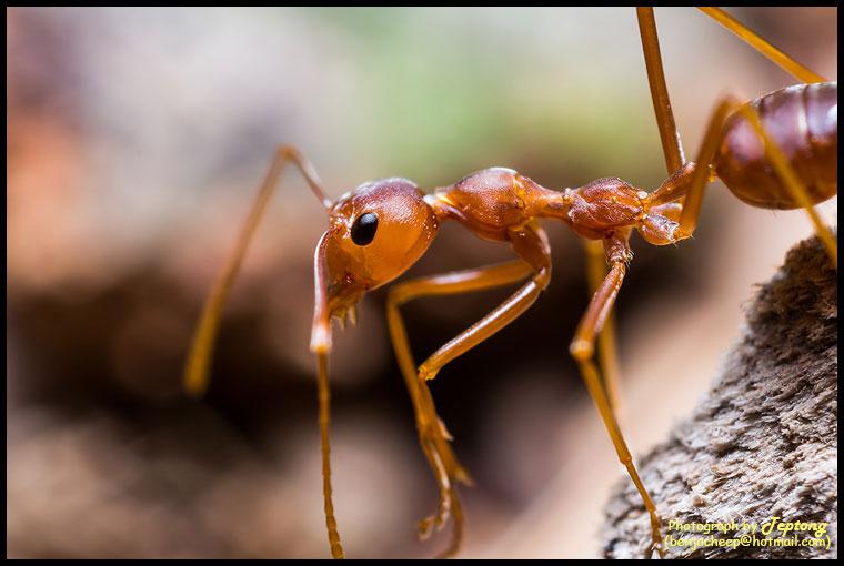 IMG 9926 มดแดง ถ่ายด้วยซุปเปอร์มาโคร