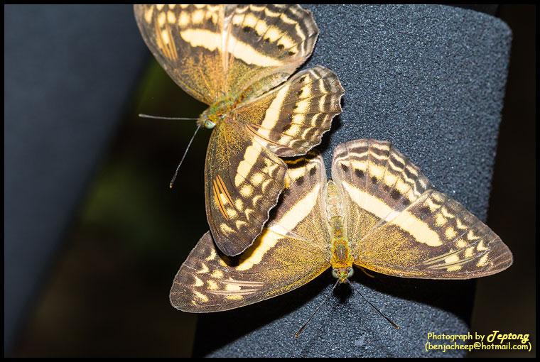 IMG 9978 ผีเสื้อประจำตัวผม ผีเสื้อตาลจิ๋ว (Little Banded Yeoman, Algia fasciata) มาเกาะขาตั้งกล้อง 2 ตัวเลย