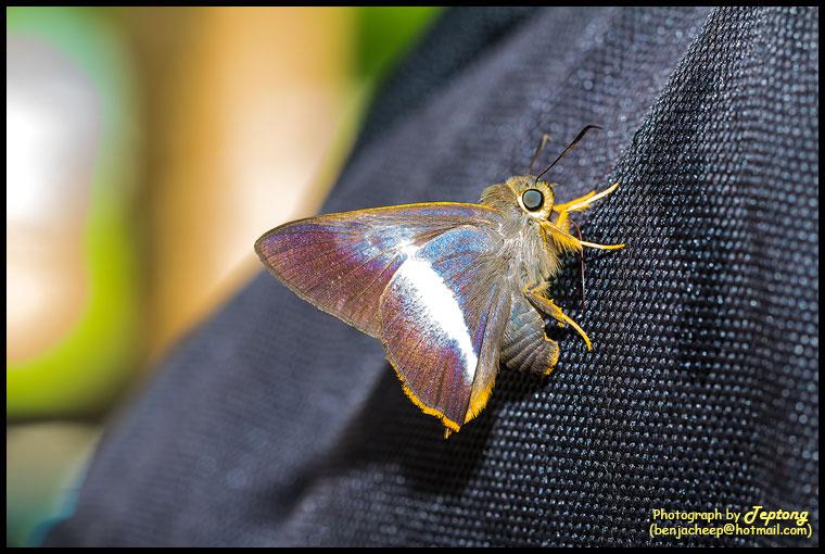 IMG 9984 ผีเสื้อหน้าเข็มปีกมนแถบขาว (Orange-tailed Awl, Bibasis sena) มาเกาะเป้เรา คงได้กลิ่นเหงื่อ