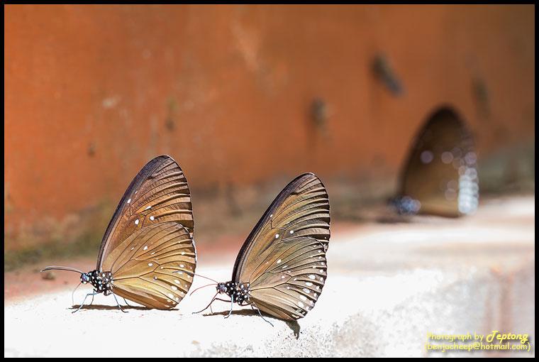 IMG 9988 ผีเสื้อจรกา เดาว่าเป็นจรกาฟ้าป่าต่ำ (Plain Blue Crow, Euploea modesta modesta)