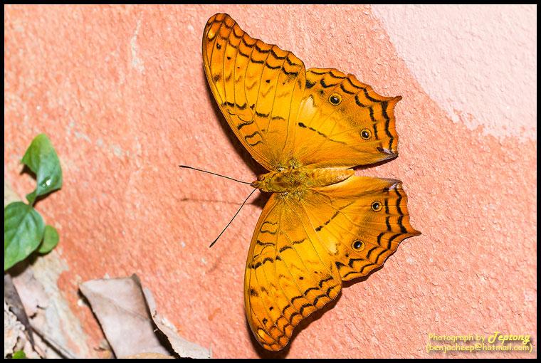 IMG 9995 ผีเสื้อตาลหางแหลมธรรมดา (Common Cruiser, Vindula erota erota)