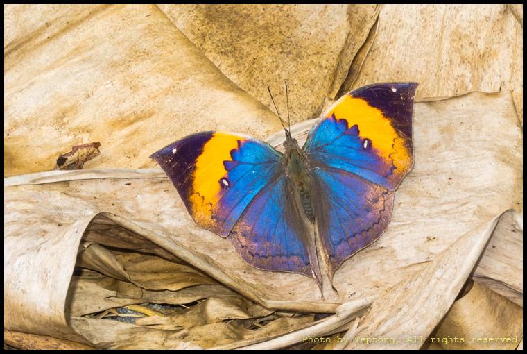 S95 3516 ผีเสื้อใบไม้ใหญ่อินเดีย แต่พบที่ลาว 555