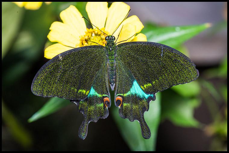TAL 7995 ผีเสื้อหางติ่งปารีส (Paris Peacock, Paris Peacock) เกาะดอกบานชื่น